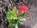 34 Chapada plants